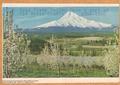 Hood River Valley - Once a part of Old Wasco County - 1854 to 1908, Flowering fruit orchards in Hood River valley with majestic Mt. Hood in background.