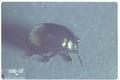 Chrysolina quadrigemina (Klamathweed beetle)