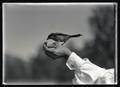 California shrike in Mrs. Way’s hand