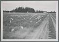 A crew bagging for self-pollination, circa 1950