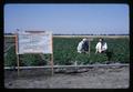 Potatoes in poorly drained soil test plot, Jackson Farm, Corvallis, Oregon, 1966