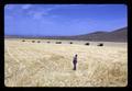 Don Hawkins in barley field, Hawkins Ranch, Umatilla County, Oregon, circa 1970