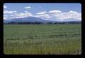 Field and Marys Peak, Benton County, Oregon, 1974