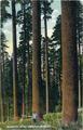 "Glimpse in an Oregon Forest," central Oregon ponderosa pine forest
