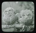 Young Screech Owls