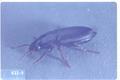 Anisodactylus californicus (Ground beetle)