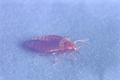 Cimex lectularius (Bed bug)