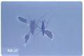 Gerris nyctalis (Water strider)