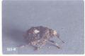 Phrydiuchus spilmani (Mediterranean sage weevil)