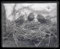 Brewer's blackbird nest