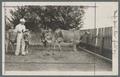 Three milk cows, Oregon