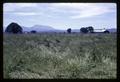 South Benton County ryegrass field, Benton County, Oregon, June 1969