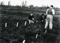 Experimental planting of carrots