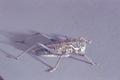Apote notabilis (Notable shield bearer cricket)