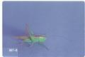 Conocephalus fasciatus (Meadow grasshopper)