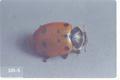 Hippodamia convergens (Convergent lady beetle)