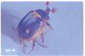 Pleocoma minor (Rain beetle)