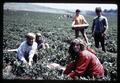 Closeup of strawberry picking by hand, Jim Heater farm, Marion County, Oregon, circa 1965