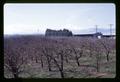 Orchard with Mt. Hood, Mid-Columbia Branch Experiment Station, Hood River, Oregon, circa 1965