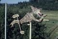 26 x 7 inch coyote whirligig