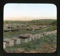 Apiary in alfalfa region