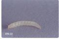 Ctenocephalides felis (Cat flea)