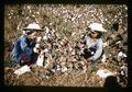 Workers picking cotton in Thailand, circa 1970