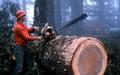 Man using chainsaw on log