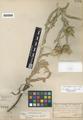 Cirsium undulatum (Nutt.) Spreng. var. ciliolatum (L.F. Hend.) J.T. Howell