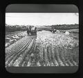 Cutting grain on a small Oregon farm