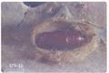 Hyphantria cunea (Fall webworm)
