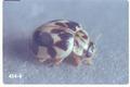 Psyllobora vigintimaculata taedata (Lady beetle)