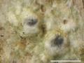 Pertusaria hakkodensis