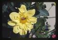 Closeup of yellow dahlia with bee, 1981