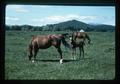 Two mares with colts in pasture, Corvallis, Oregon, 1976