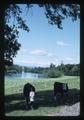 Cattle along bend in Willamette River, Linn County, Oregon, 1975