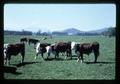 Hereford cattle in pasture, Oregon State University, Corvallis, Oregon, April 1972