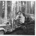 Gerald Smallwood watches as the diameter of the large log on his truck is measured by one of the logging crew on this operation on Eckman Creek.