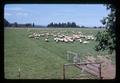 Sheep at Bob Hiatt farm, near Scholls, Oregon, circa 1970