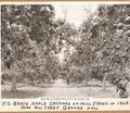 F.O. Brace Apple Orchard on Mill Creek on 1908 - near Mill Creek Grange Hall, Additional description on file