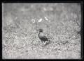 Western robin