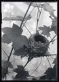 MacGillivray's warbler nest