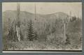New growth in previously burned forest, circa 1910