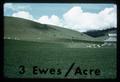 Improved sub-clover sheep pasture with 3 ewes per acre, 1963