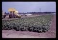 Harvesting solid plantings of bush beans by machine, Oregon State University, Corvallis, Oregon, circa 1969