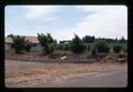 Subdivision construction replacing filbert orchard, Oregon, 1974