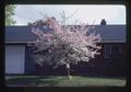 Crabapple at William Engessen home, Corvallis, Oregon, 1974