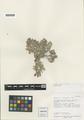 Astragalus pulsiferae A. Gray var. coronensis Welsh, Falscheer, Clifton