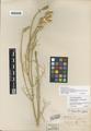 Astragalus toanus M.E. Jones