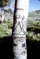 Aspen with carving of woman standing with legs spread